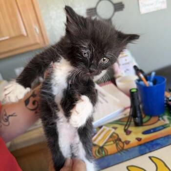 Bourbon -  Domestic Medium Hair Cat Available for Adoption in Deming, New Mexico - Bourbon | PetCurious