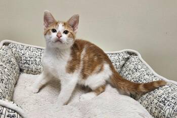 Yen -  Domestic Short Hair Cat for Adoption in Fremont, Ohio - Yen | PetCurious