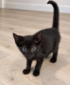 Katniss -  Domestic Short Hair Cat for Adoption in Concord, North Carolina - Katniss | PetCurious