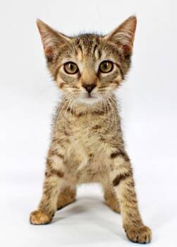 Shukra -  Domestic Short Hair Cat for Adoption in Morton Grove, Illinois - Shukra | PetCurious