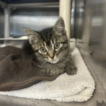 Tonka -  Domestic Short Hair Cat for Adoption in Indianapolis, Indiana - Tonka | PetCurious