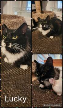Lucky -  Domestic Medium Hair Cat for Adoption in Newberg, Oregon - Lucky | PetCurious