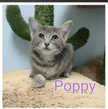 Poppy - Sweet and affectionate -  Domestic Short Hair Cat for Adoption in Muskego, Wisconsin - Poppy - Sweet And Affectionate | PetCurious