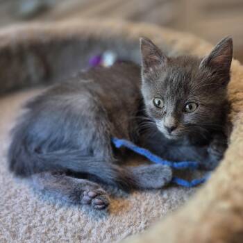 Ash Hunt -  Domestic Short Hair Cat for Adoption in Morrison, Colorado - Ash Hunt | PetCurious
