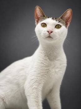 Marcy -  Domestic Short Hair Cat for Adoption in Bowling Green, Kentucky - Marcy | PetCurious
