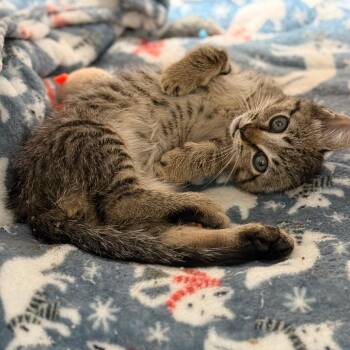 Duster -  Domestic Short Hair Cat for Adoption in Cumming, Georgia - Duster | PetCurious