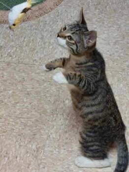 Domestic Short Hair Cats Available for Adoption - Chessie | PetCurious