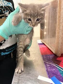 PAULI -  Domestic Short Hair Cat for Adoption in Riverside, California - PAULI | PetCurious