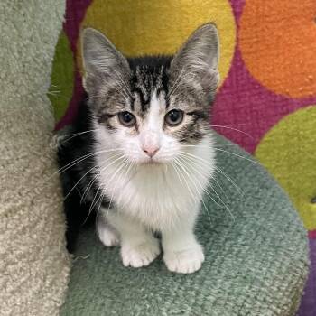 Domestic Short Hair Cats Available for Adoption - Cindy Lou | PetCurious