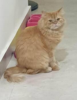 Malban -  Persian Cat for Adoption in Mississauga, Ontario - Malban | PetCurious