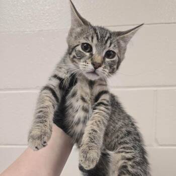 Houston -  Domestic Short Hair Cat for Adoption in Reno, Nevada - Houston | PetCurious