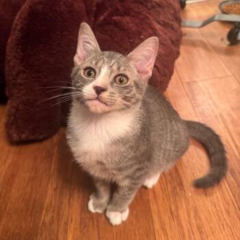 Chive -  Domestic Short Hair Cat for Adoption in Sunrise, Florida - Chive | PetCurious