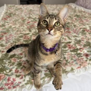 Glitter Disco -  Tabby and Domestic Short Hair Cat for Adoption in Friendswood, Texas - Glitter Disco | PetCurious