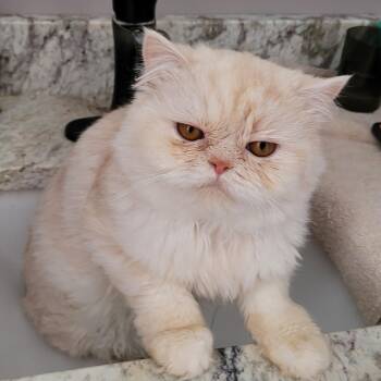 Rescue Himalayan Cats for Adoption in Ottawa, Ontario - Cody (m) 1yrs Old Himalayan Cream | PetCurious