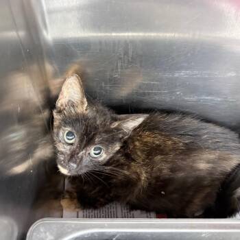 Willow -  Domestic Short Hair Cat for Adoption in Auburn, Alabama - Willow | PetCurious