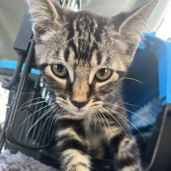 Snapple -  Domestic Short Hair Cat for Adoption in Lake Jackson, Texas - Snapple | PetCurious
