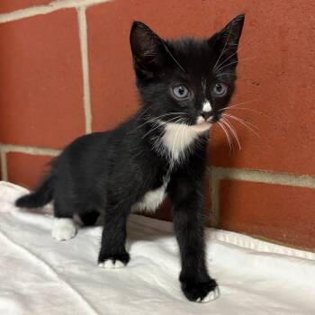 Vincent -  Domestic Short Hair Cat for Adoption in Cabot, Arkansas - Vincent | PetCurious