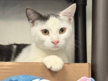 Deven -  Domestic Short Hair Cat for Adoption in New York, New York - Deven | PetCurious