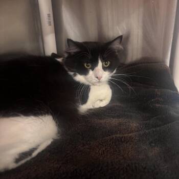 Dilbert -  Domestic Medium Hair Cat for Adoption in Salt Lake City, Utah - Dilbert | PetCurious