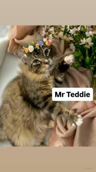 Tabby Cats Available for Adoption in Walnut Creek, California - Mr Teddie At Martinez Pet Food Express  May 2nd | PetCurious