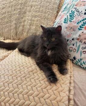 Domestic Long Hair Cats Available for Adoption in Calgary, Alberta - Merryweather | PetCurious