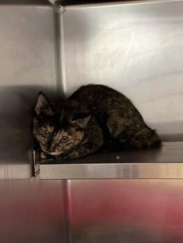 COCO -  Domestic Short Hair Cat for Adoption in Pasadena, Texas - COCO | PetCurious