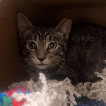 Tabitha -  Domestic Short Hair Cat for Adoption in Fairport, New York - Tabitha | PetCurious