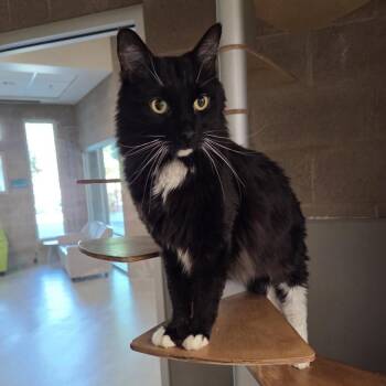 BABY BOY -  Domestic Short Hair Cat for Adoption in Las Vegas, Nevada - BABY BOY | PetCurious