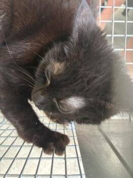 Domestic Short Hair Cats Available for Adoption in Lafayette, Indiana - Ouija (T9) | PetCurious