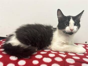GATO -  Domestic Medium Hair Cat for Adoption in Sacramento, California - GATO | PetCurious