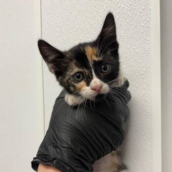 Hydra -  Domestic Short Hair Cat for Adoption in Abilene, Texas - Hydra | PetCurious