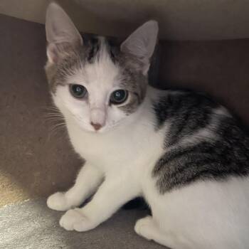 Rescue Domestic Short Hair Cats for Adoption in Wappingers Falls, New York - Gia | PetCurious
