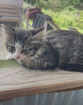 Eloise -  Tabby Cat for Adoption in Mechanicsburg, Pennsylvania - Eloise | PetCurious