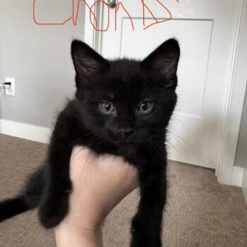 Oz 22902 -  Domestic Short Hair Cat for Adoption in Minneapolis, Minnesota - Oz 22902 | PetCurious
