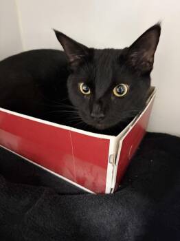 Bowser -  Domestic Short Hair Cat for Adoption in Rochester, Indiana - Bowser | PetCurious