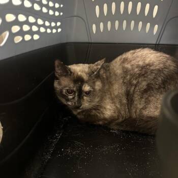 Blizzard -  Domestic Short Hair Cat for Adoption in Philadelphia, Pennsylvania - Blizzard | PetCurious