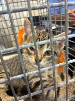 A138324 -  Domestic Short Hair Cat for Adoption in Palmetto, Florida - A138324 | PetCurious