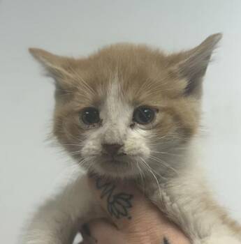Phlox -  Domestic Short Hair Cat Available for Adoption in Salisbury, Maryland - Phlox | PetCurious