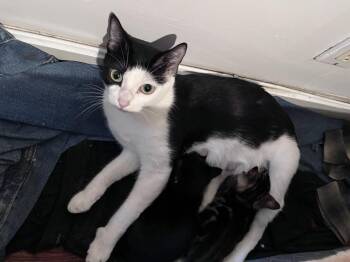 Nova -  Domestic Short Hair Cat for Adoption in San Diego, California - Nova | PetCurious
