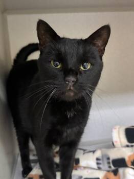 B.B. -  Domestic Short Hair Cat for Adoption in Pottsville, Pennsylvania - B.B. | PetCurious