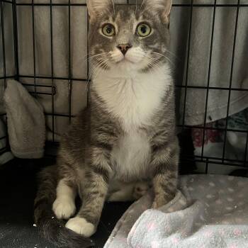 Kickstand -  Domestic Short Hair Cat for Adoption in Elkton, Maryland - Kickstand | PetCurious