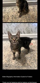 Rescue Domestic Short Hair Cats for Adoption in Smyrna, Georgia - Pixie | PetCurious