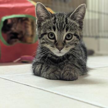 Everybody wants to be a cat -  Domestic Short Hair Cat for Adoption in Fenton, Michigan - Everybody Wants To Be A Cat | PetCurious