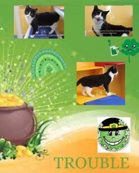 Domestic Short Hair Cats Available for Adoption - Trouble | PetCurious