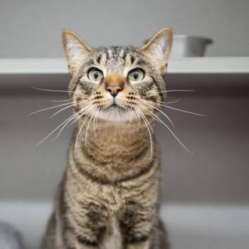 Paul Sheldon -  Domestic Short Hair Cat for Adoption in Atlanta, Georgia - Paul Sheldon | PetCurious