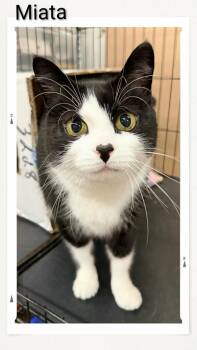 Miata -  Domestic Medium Hair Cat for Adoption in Caistor Centre, Ontario - Miata | PetCurious