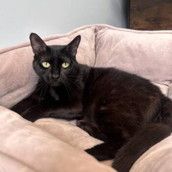 Shadow -  Domestic Short Hair Cat for Adoption in Boston, Massachusetts - Shadow | PetCurious
