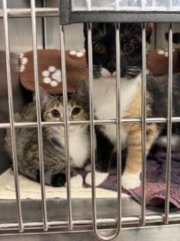 Stardew -  Domestic Short Hair Cat for Adoption in Fallston, Maryland - Stardew | PetCurious