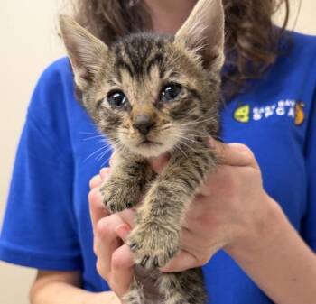 Pepper -  Domestic Short Hair Cat for Adoption in Oakland, California - Pepper | PetCurious