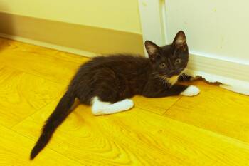 Zara -  Tuxedo and Domestic Short Hair Cat for Adoption in Urbana, Ohio - Zara | PetCurious